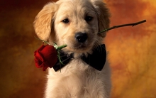 animals dogs funny romantic roses 1600x1200 wallpaper 
